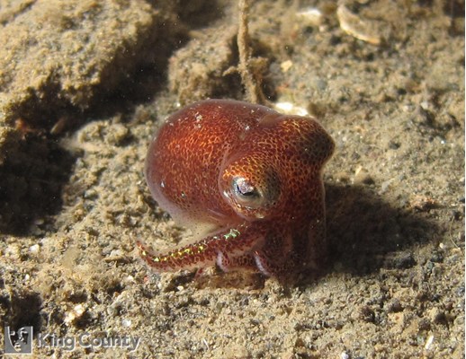 Photo of Rossia pacifica